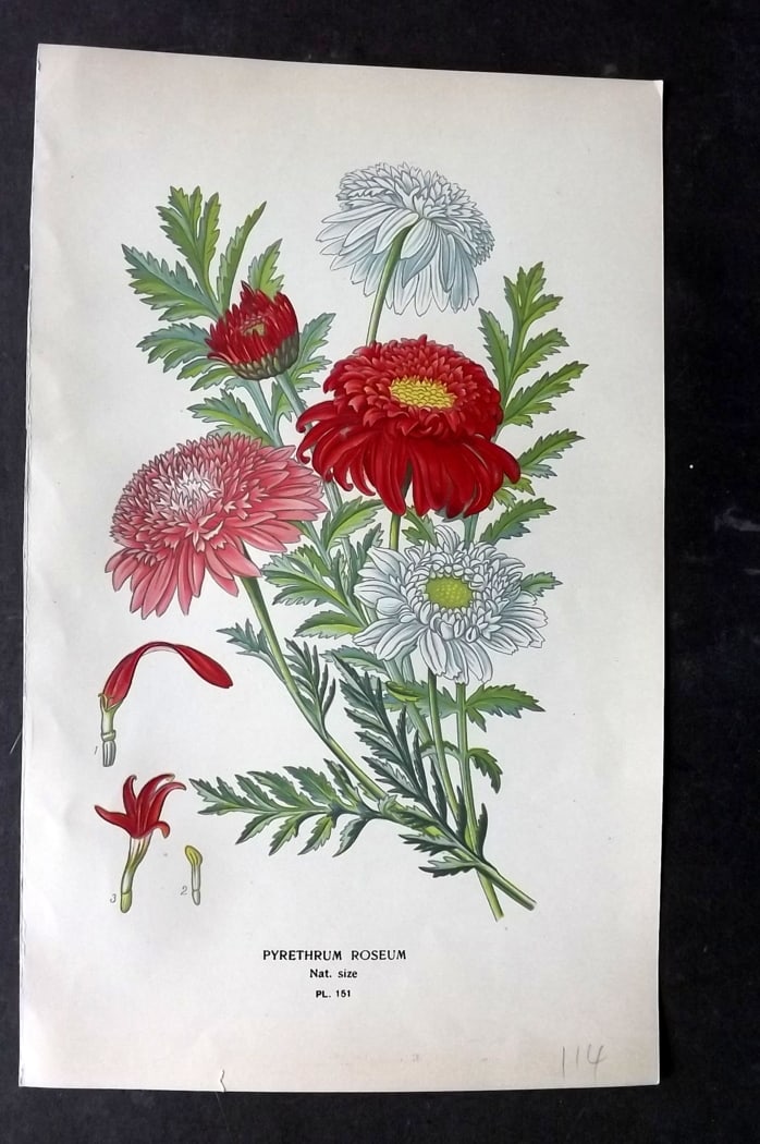 Step, Edward 1897 Botanical Print. Pyrethrum Roseum 151: Chromolithographs Published 1896-97 by Frederick Warne & Co., London for "Favourite Flowers of Garden and Greenhouse" by Edward Step and William Watson. Paper Size: 9.5 x 6 inch (24 x 15cm) Good Condi