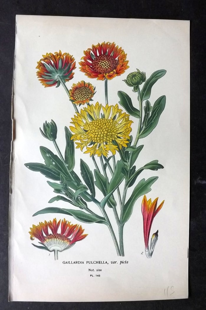 Step, Edward 1897 Botanical Print. Gaillardia Pulchella 145: Chromolithographs Published 1896-97 by Frederick Warne & Co., London for "Favourite Flowers of Garden and Greenhouse" by Edward Step and William Watson. Paper Size: 9.5 x 6 inch (24 x 15cm) Good Condi