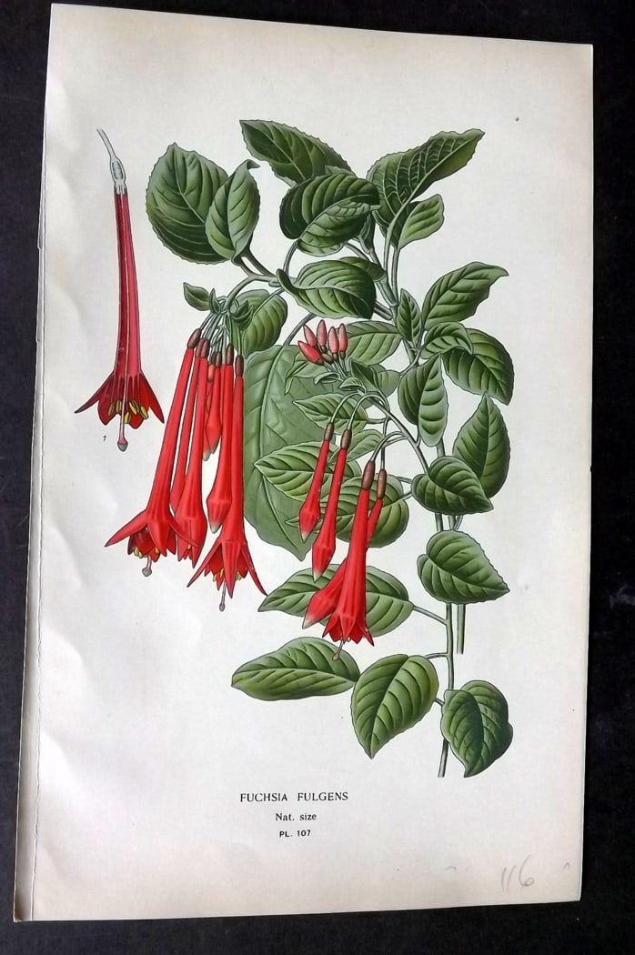 Step, Edward 1897 Botanical Print. Fuchsia Fulgens 107: Chromolithographs Published 1896-97 by Frederick Warne & Co., London for "Favourite Flowers of Garden and Greenhouse" by Edward Step and William Watson. Paper Size: 9.5 x 6 inch (24 x 15cm) Good Condi