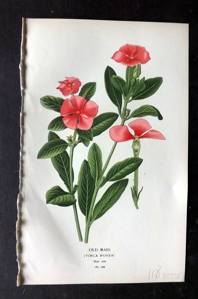 Step, Edward 1897 Botanical Print. Old Maid 180: Chromolithographs Published 1896-97 by Frederick Warne & Co., London for "Favourite Flowers of Garden and Greenhouse" by Edward Step and William Watson. Paper Size: 9.5 x 6 inch (24 x 15cm) Good Condi