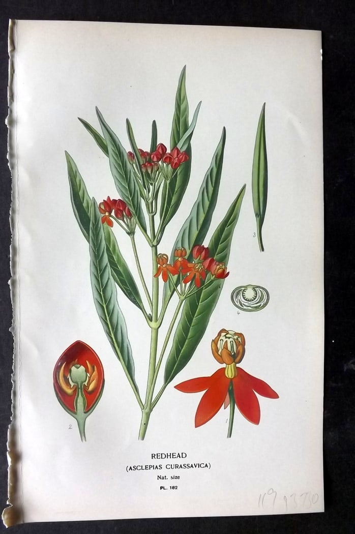 Step, Edward 1897 Botanical Print. Redhead 182: Chromolithographs Published 1896-97 by Frederick Warne & Co., London for "Favourite Flowers of Garden and Greenhouse" by Edward Step and William Watson. Paper Size: 9.5 x 6 inch (24 x 15cm) Good Condi