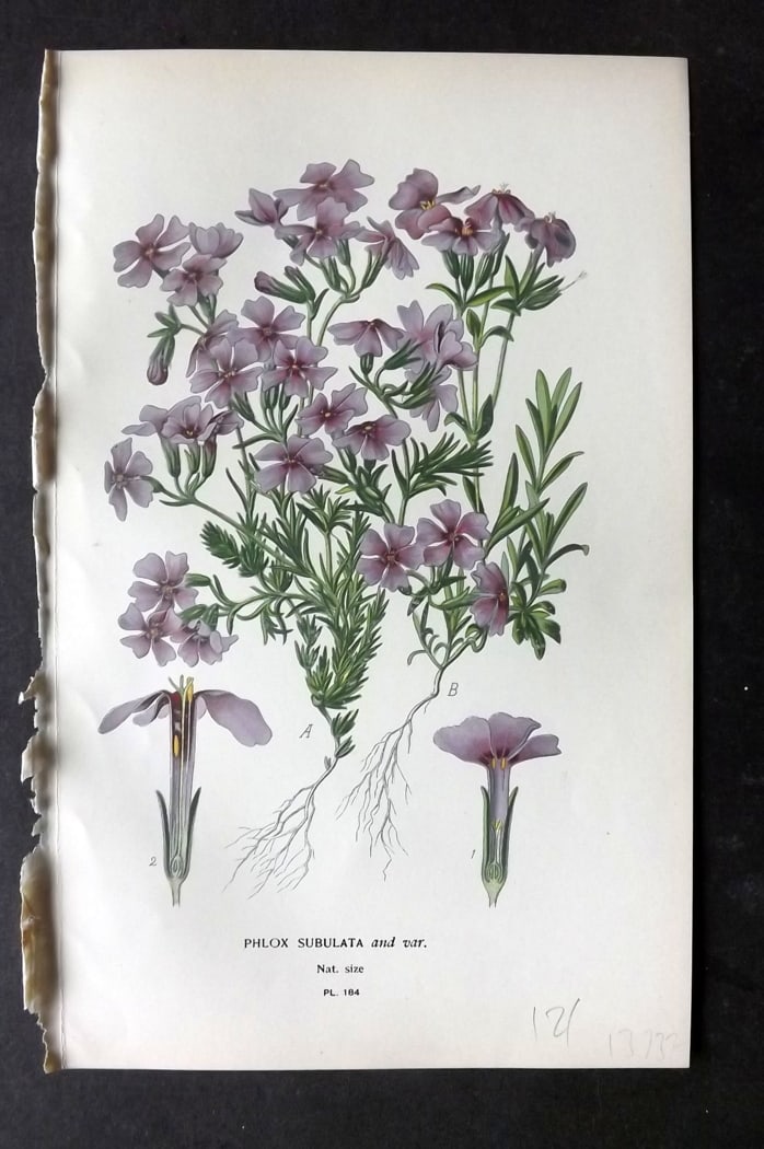 Step, Edward 1897 Botanical Print. Phlox Subulata 184: Chromolithographs Published 1896-97 by Frederick Warne & Co., London for "Favourite Flowers of Garden and Greenhouse" by Edward Step and William Watson. Paper Size: 9.5 x 6 inch (24 x 15cm) Good Condi