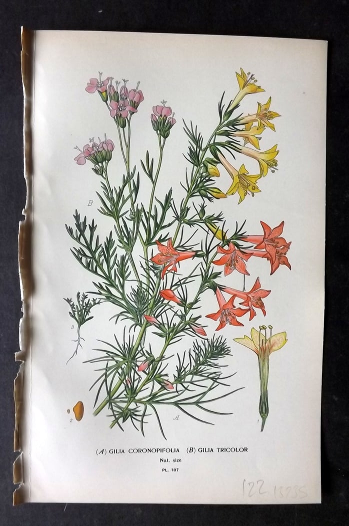 Step, Edward 1897 Botanical Print. Gilia Coronopifolia & Tricolor 187: Chromolithographs Published 1896-97 by Frederick Warne & Co., London for "Favourite Flowers of Garden and Greenhouse" by Edward Step and William Watson. Paper Size: 9.5 x 6 inch (24 x 15cm) Good Condi