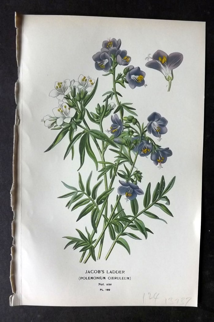 Step, Edward 1897 Botanical Print. Jacob's Ladder 189: Chromolithographs Published 1896-97 by Frederick Warne & Co., London for "Favourite Flowers of Garden and Greenhouse" by Edward Step and William Watson. Paper Size: 9.5 x 6 inch (24 x 15cm) Good Condi