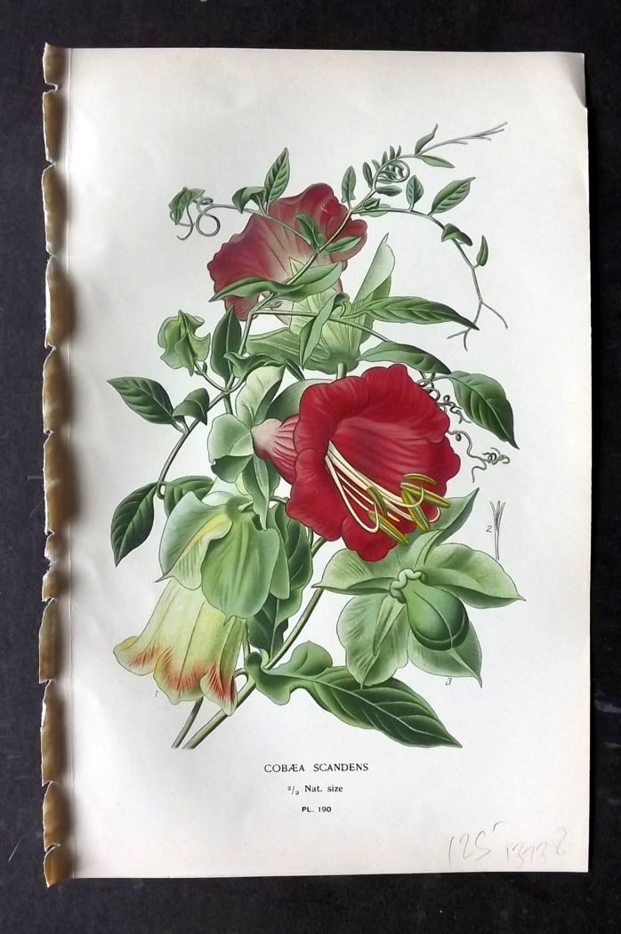 Step, Edward 1897 Botanical Print. Cobaea Scandens 190: Chromolithographs Published 1896-97 by Frederick Warne & Co., London for "Favourite Flowers of Garden and Greenhouse" by Edward Step and William Watson. Paper Size: 9.5 x 6 inch (24 x 15cm) Good Condi