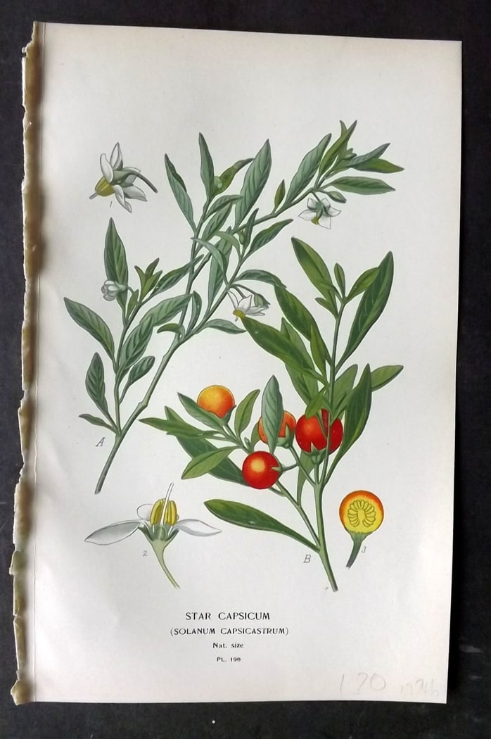 Step, Edward 1897 Botanical Print. Star Capsicum 198: Chromolithographs Published 1896-97 by Frederick Warne & Co., London for "Favourite Flowers of Garden and Greenhouse" by Edward Step and William Watson. Paper Size: 9.5 x 6 inch (24 x 15cm) Good Condi