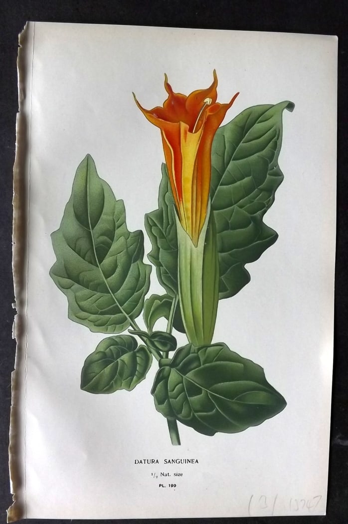 Step, Edward 1897 Botanical Print. Datura Sanguinea 199: Chromolithographs Published 1896-97 by Frederick Warne & Co., London for "Favourite Flowers of Garden and Greenhouse" by Edward Step and William Watson. Paper Size: 9.5 x 6 inch (24 x 15cm) Good Condi