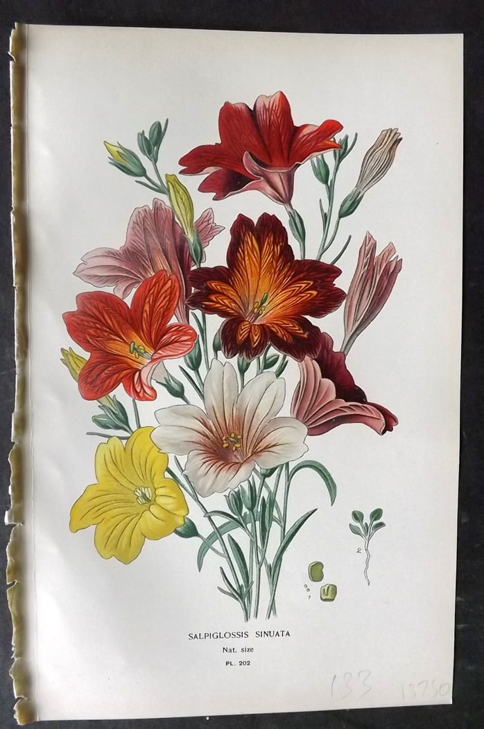 Step, Edward 1897 Botanical Print. Salpiglossis Sinuata 202: Chromolithographs Published 1896-97 by Frederick Warne & Co., London for "Favourite Flowers of Garden and Greenhouse" by Edward Step and William Watson. Paper Size: 9.5 x 6 inch (24 x 15cm) Good Condi