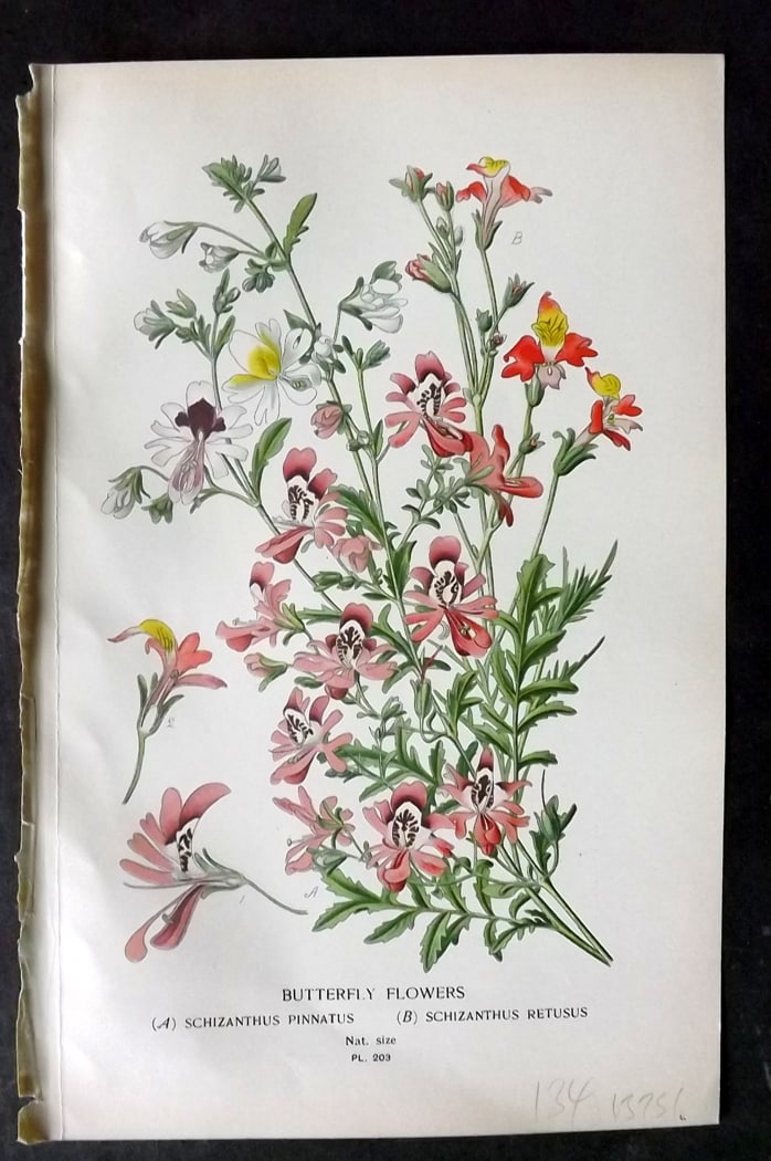 Step, Edward 1897 Botanical Print. Butterfly Flowers 203: Chromolithographs Published 1896-97 by Frederick Warne & Co., London for "Favourite Flowers of Garden and Greenhouse" by Edward Step and William Watson. Paper Size: 9.5 x 6 inch (24 x 15cm) Good Condi