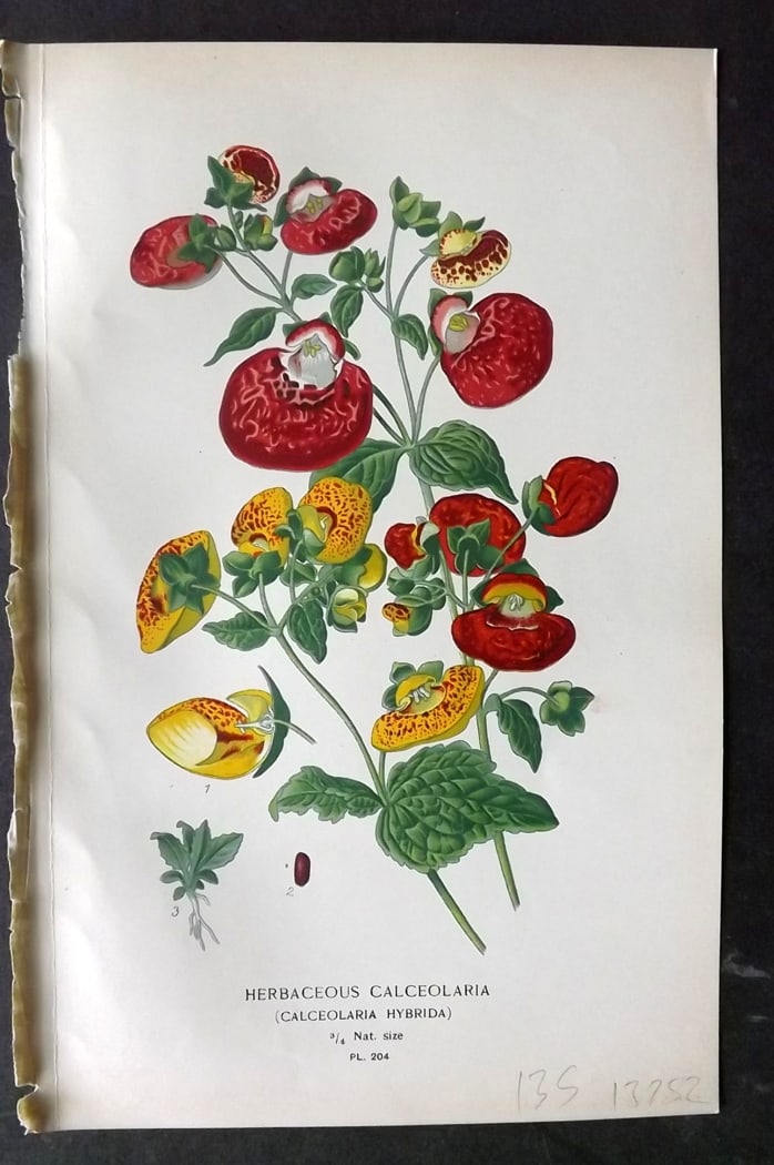 Step, Edward 1897 Botanical Print. Herbaceous Calceolaria 204: Chromolithographs Published 1896-97 by Frederick Warne & Co., London for "Favourite Flowers of Garden and Greenhouse" by Edward Step and William Watson. Paper Size: 9.5 x 6 inch (24 x 15cm) Good Condi