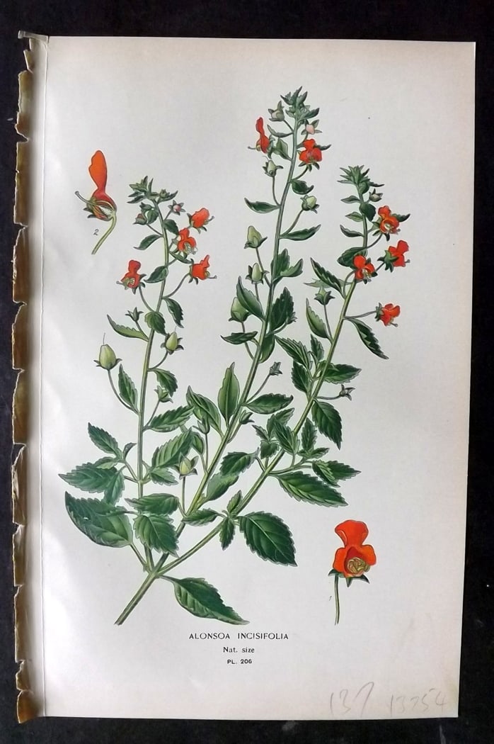 Step, Edward 1897 Botanical Print. Alonsoa Incisifolia 206: Chromolithographs Published 1896-97 by Frederick Warne & Co., London for "Favourite Flowers of Garden and Greenhouse" by Edward Step and William Watson. Paper Size: 9.5 x 6 inch (24 x 15cm) Good Condi