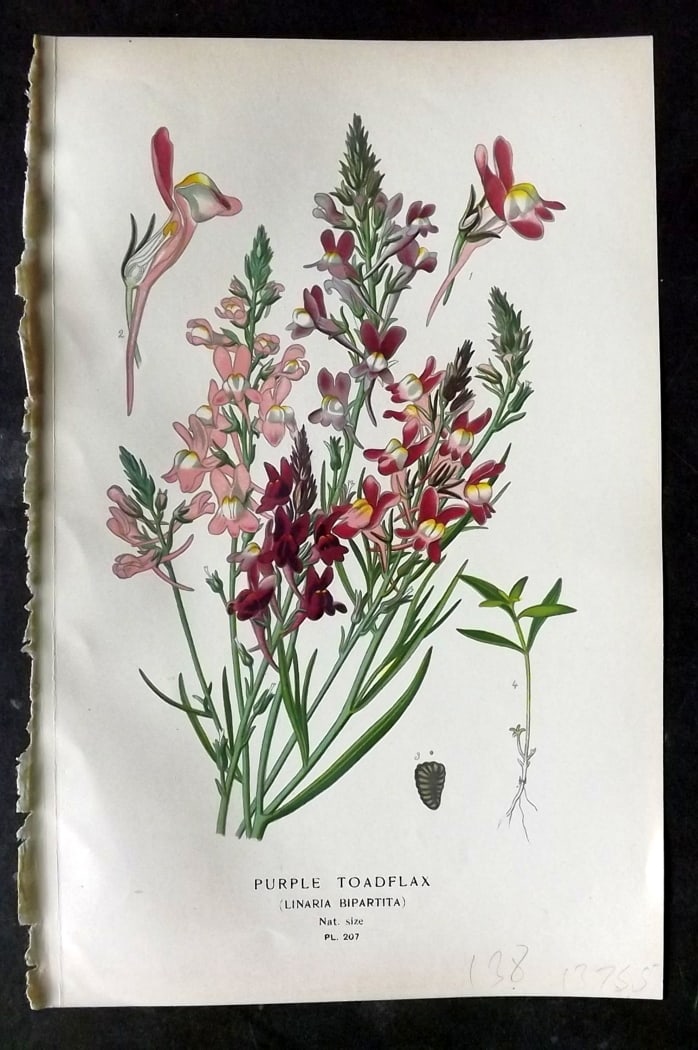 Step, Edward 1897 Botanical Print. Purple Toadflax 207: Chromolithographs Published 1896-97 by Frederick Warne & Co., London for "Favourite Flowers of Garden and Greenhouse" by Edward Step and William Watson. Paper Size: 9.5 x 6 inch (24 x 15cm) Good Condi