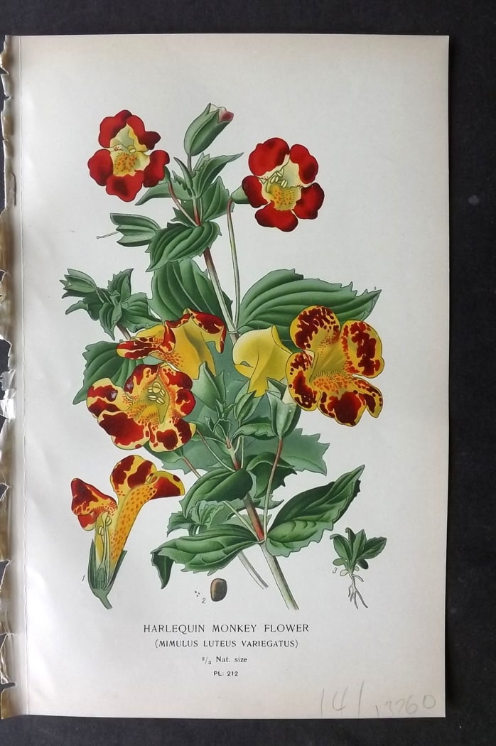 Step, Edward 1897 Botanical Print. Harlequin Monkey Flower 212: Chromolithographs Published 1896-97 by Frederick Warne & Co., London for "Favourite Flowers of Garden and Greenhouse" by Edward Step and William Watson. Paper Size: 9.5 x 6 inch (24 x 15cm) Good Condi