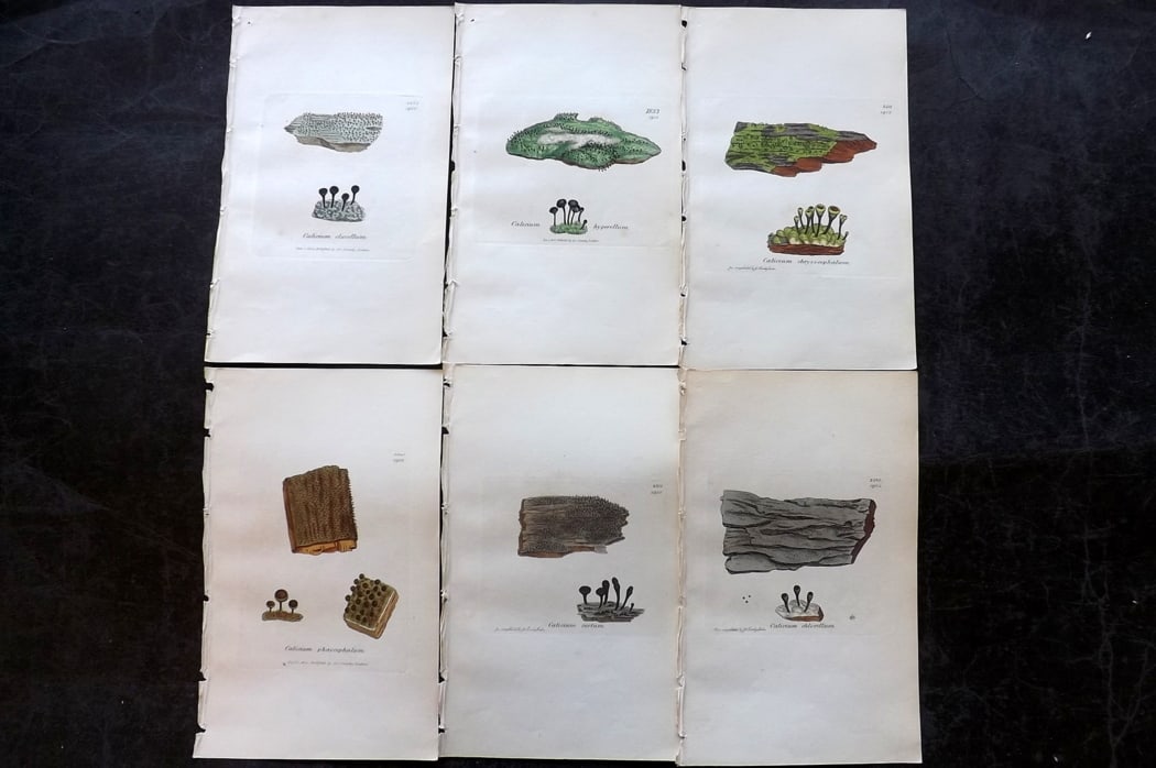 Sowerby, James 1846 Lot of 6 Hand Col Botanical Prints. Lichens: Full Hand Colored Etchings Published London, 1846 for "English Botany; or, Coloured Figures of British Plants?" Second Edition by James Sowerby and Edward Smith. Paper Size: 8.5 x 5 inch (22 x 13cm) G