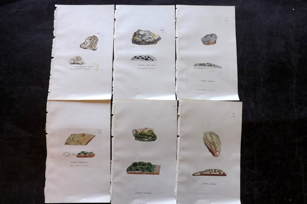 Sowerby, James 1846 Lot of 6 Hand Col Botanical Prints. Lichens: Full Hand Colored Etchings Published London, 1846 for "English Botany; or, Coloured Figures of British Plants?" Second Edition by James Sowerby and Edward Smith. Paper Size: 8.5 x 5 inch (22 x 13cm) G