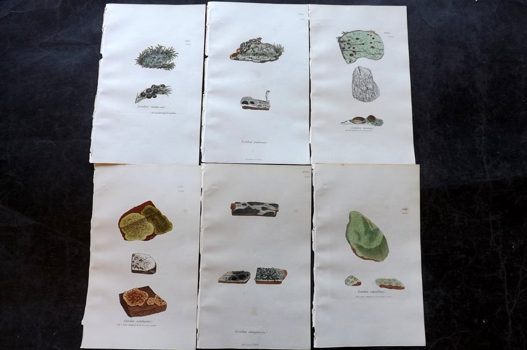 Sowerby, James 1846 Lot of 6 Hand Col Botanical Prints. Lichens: Full Hand Colored Etchings Published London, 1846 for "English Botany; or, Coloured Figures of British Plants?" Second Edition by James Sowerby and Edward Smith. Paper Size: 8.5 x 5 inch (22 x 13cm) G