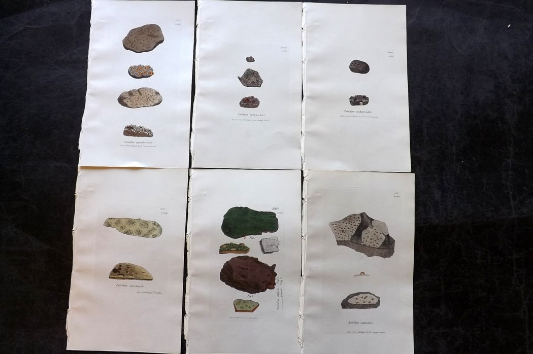 Sowerby, James 1846 Lot of 6 Hand Col Botanical Prints. Lichens: Full Hand Colored Etchings Published London, 1846 for "English Botany; or, Coloured Figures of British Plants?" Second Edition by James Sowerby and Edward Smith. Paper Size: 8.5 x 5 inch (22 x 13cm) G
