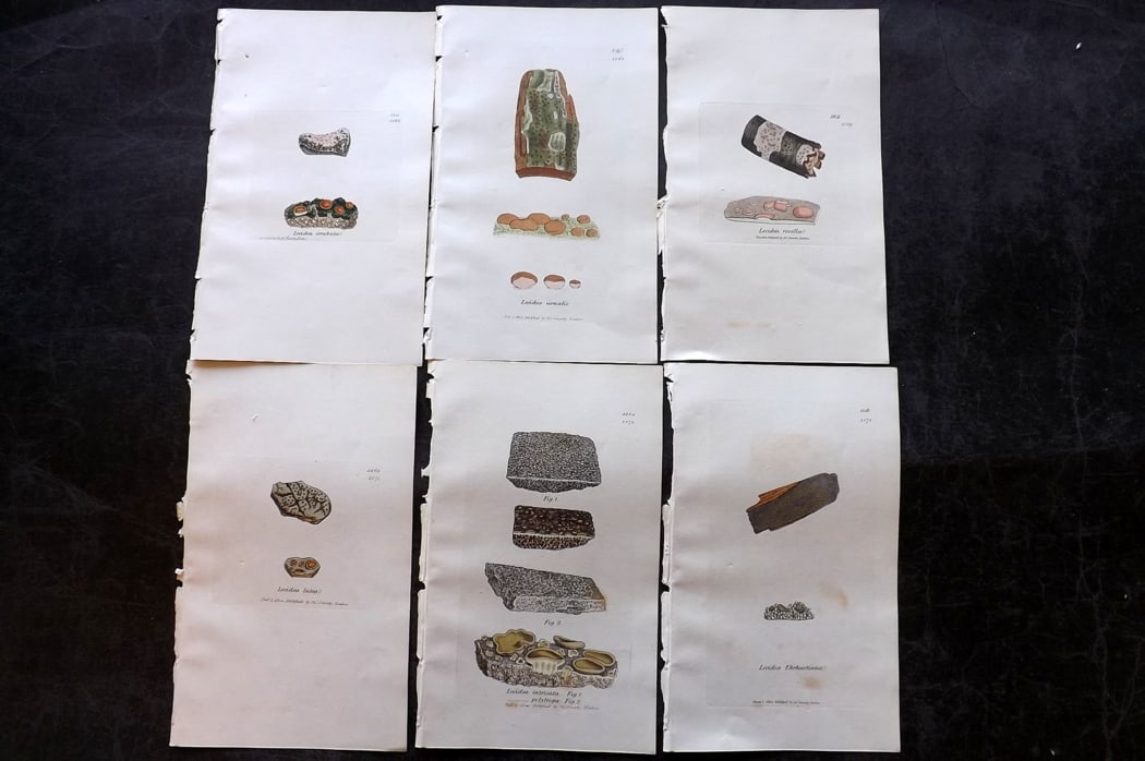 Sowerby, James 1846 Lot of 6 Hand Col Botanical Prints. Lichens: Full Hand Colored Etchings Published London, 1846 for "English Botany; or, Coloured Figures of British Plants?" Second Edition by James Sowerby and Edward Smith. Paper Size: 8.5 x 5 inch (22 x 13cm) G
