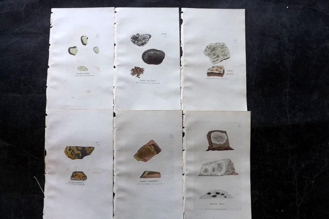 Sowerby, James 1846 Lot of 6 Hand Col Botanical Prints. Lichens: Full Hand Colored Etchings Published London, 1846 for "English Botany; or, Coloured Figures of British Plants?" Second Edition by James Sowerby and Edward Smith. Paper Size: 8.5 x 5 inch (22 x 13cm) G