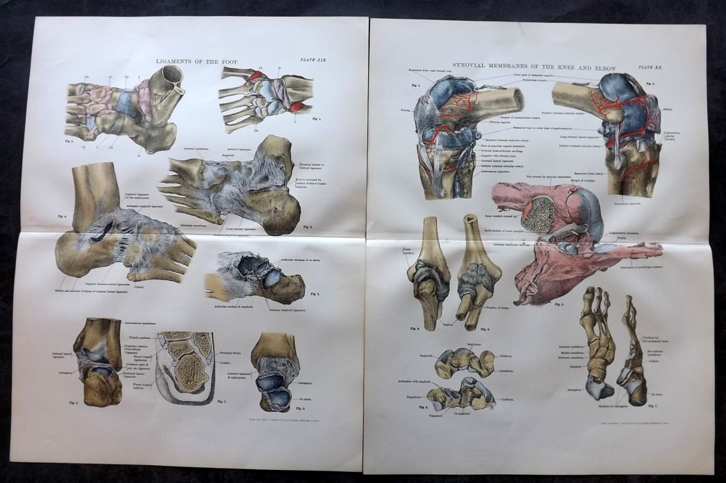 Cathcart & Caird 1885 Pair of Anatomy Prints: Chromolithographs Published 1885 by W. & A. K. Johnston, London for "Johnston's Students' Atlas of Bones and Ligaments" by Charles W. Cathcart & F. M. Caird. Centre fold as published. Paper Size: 14 x