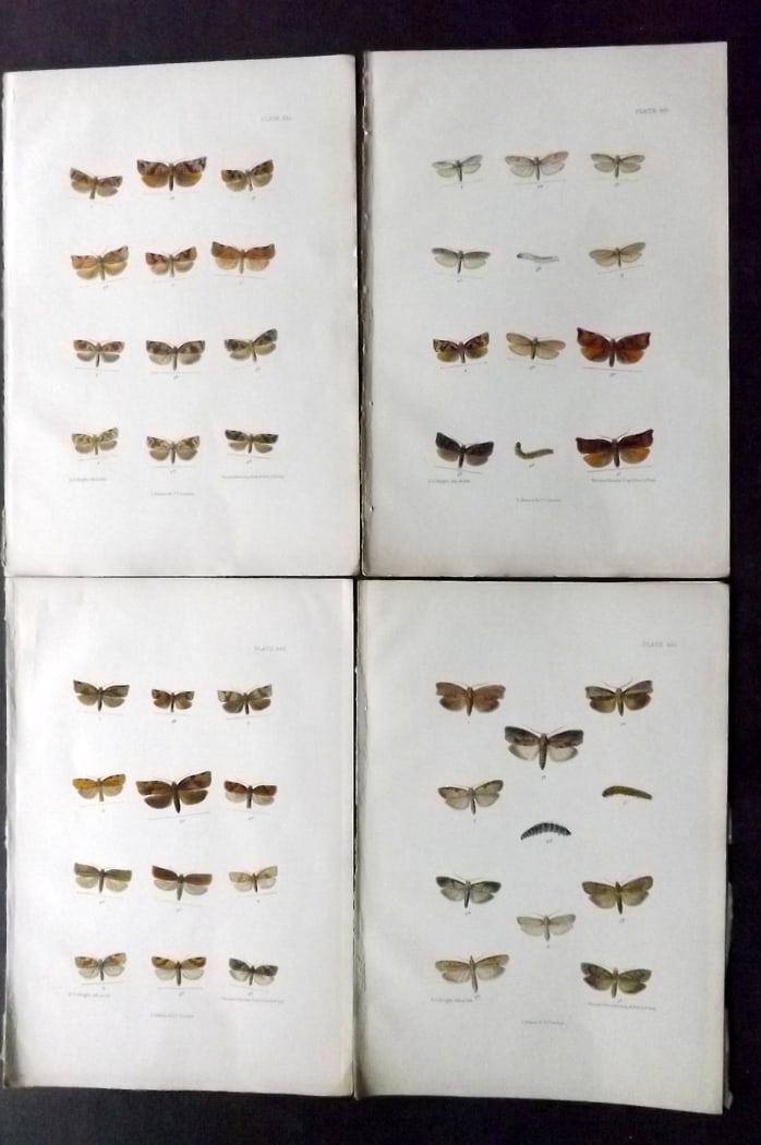 Barrett, Charles 1899 Lot of 4 Hand Col Moth Prints: Hand Colored Lithographs Published 1899, London for "The Lepidoptera of the British Islands" by Charles Barrett. With accompanying descriptive text. Paper Size: 9.5 x 7 inch (25 x 17cm) Very minor bac