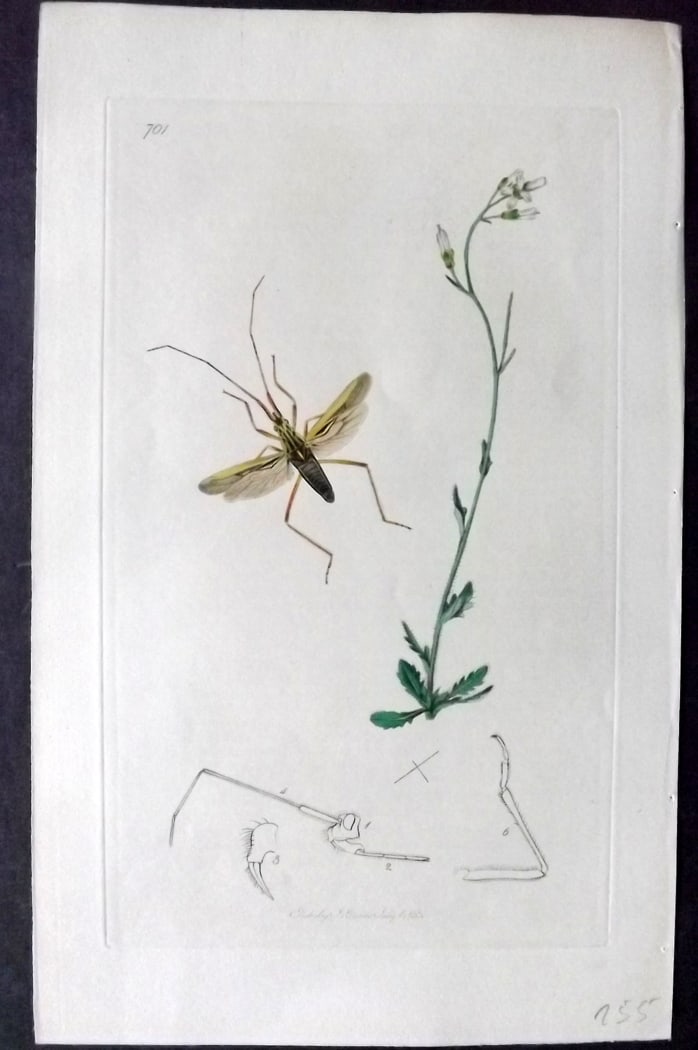 Curtis, John 1838 Hand Col Insect Botanical Print. Miris Tritici 701: Hand Colored Etching Published 1823-39, London for "British Entomology: Being Illustrations and Descriptions of the Genera of Insects found in Great Britain and Ireland" First Edition by John Curtis. 