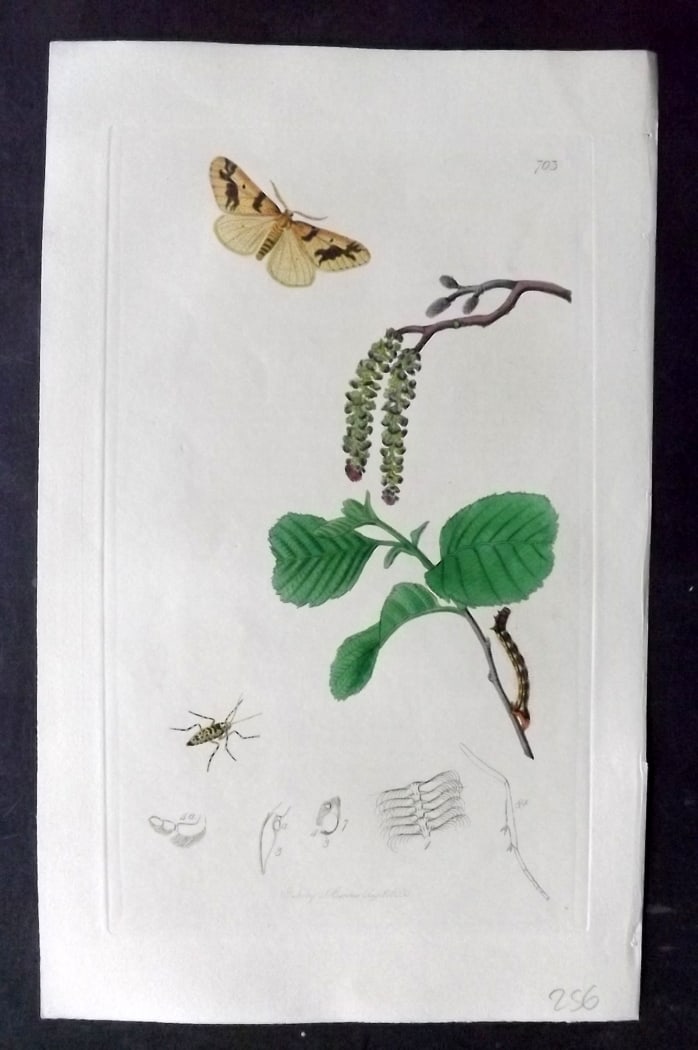 Curtis, John 1838 Hand Col Insect Botanical Print. Mottled Umber Moth 703: Hand Colored Etching Published 1823-39, London for "British Entomology: Being Illustrations and Descriptions of the Genera of Insects found in Great Britain and Ireland" First Edition by John Curtis. 