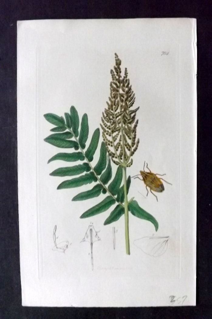Curtis, John 1838 Hand Col Insect Botanical Print. Aelia Acuminata 704: Hand Colored Etching Published 1823-39, London for "British Entomology: Being Illustrations and Descriptions of the Genera of Insects found in Great Britain and Ireland" First Edition by John Curtis. 