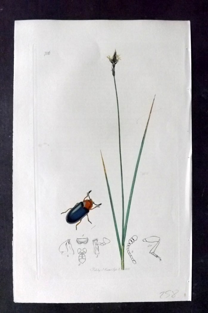 Curtis, John 1838 Hand Col Insect Botanical Print. Triplax Aena 706: Hand Colored Etching Published 1823-39, London for "British Entomology: Being Illustrations and Descriptions of the Genera of Insects found in Great Britain and Ireland" First Edition by John Curtis. 