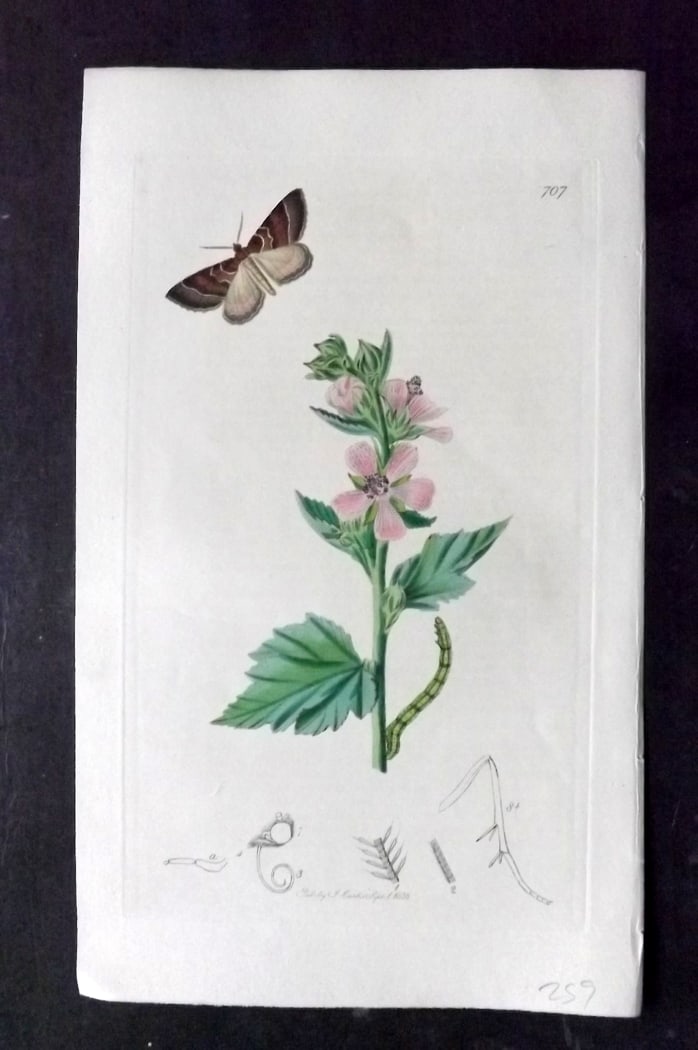Curtis, John 1838 Hand Col Insect Botanical Print. Mallow Moth 707: Hand Colored Etching Published 1823-39, London for "British Entomology: Being Illustrations and Descriptions of the Genera of Insects found in Great Britain and Ireland" First Edition by John Curtis. 