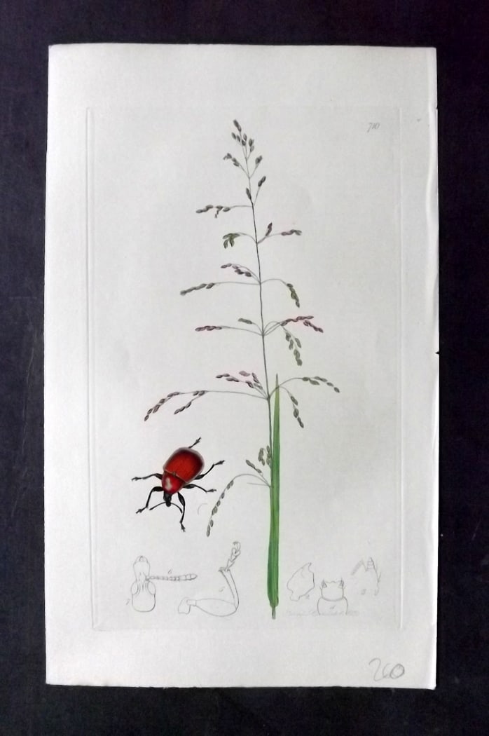 Curtis, John 1838 Hand Col Insect Botanical Print. Attelabidae Curculionoides 710: Hand Colored Etching Published 1823-39, London for "British Entomology: Being Illustrations and Descriptions of the Genera of Insects found in Great Britain and Ireland" First Edition by John Curtis. 