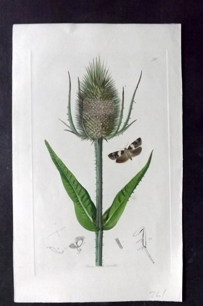 Curtis, John 1838 Hand Col Insect Botanical Print. Zeiraphera Hastiana 711: Hand Colored Etching Published 1823-39, London for "British Entomology: Being Illustrations and Descriptions of the Genera of Insects found in Great Britain and Ireland" First Edition by John Curtis. 