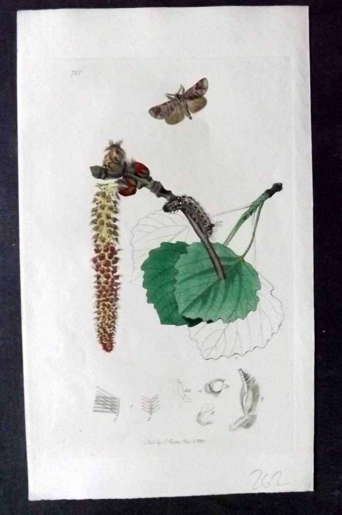 Curtis, John 1838 Hand Col Insect Botanical Print. Clostera Anachoreta 715: Hand Colored Etching Published 1823-39, London for "British Entomology: Being Illustrations and Descriptions of the Genera of Insects found in Great Britain and Ireland" First Edition by John Curtis. 