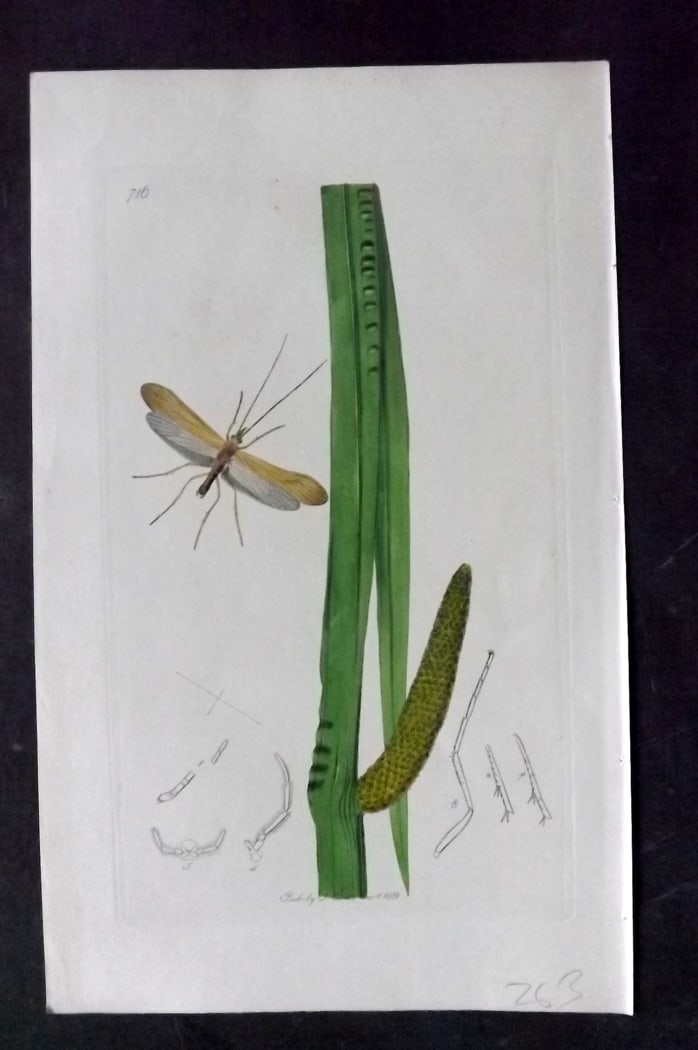 Curtis, John 1838 Hand Col Insect Botanical Print. Molanna Angustata 716: Hand Colored Etching Published 1823-39, London for "British Entomology: Being Illustrations and Descriptions of the Genera of Insects found in Great Britain and Ireland" First Edition by John Curtis. 