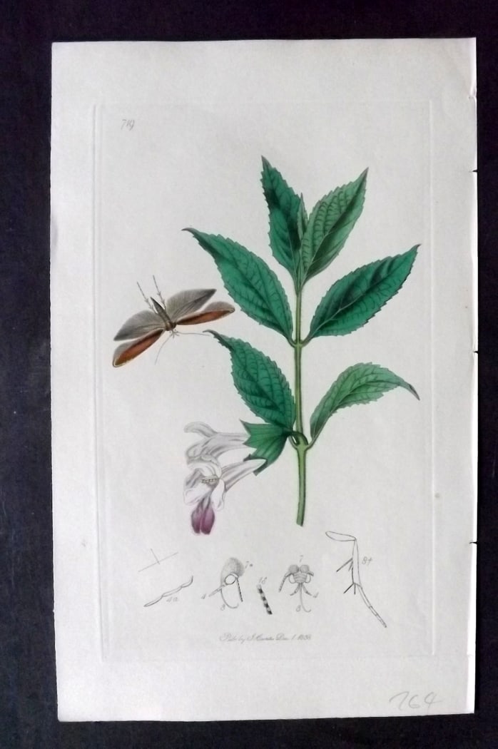 Curtis, John 1838 Hand Col Insect Botanical Print. Testaceous White Black 719: Hand Colored Etching Published 1823-39, London for "British Entomology: Being Illustrations and Descriptions of the Genera of Insects found in Great Britain and Ireland" First Edition by John Curtis. 