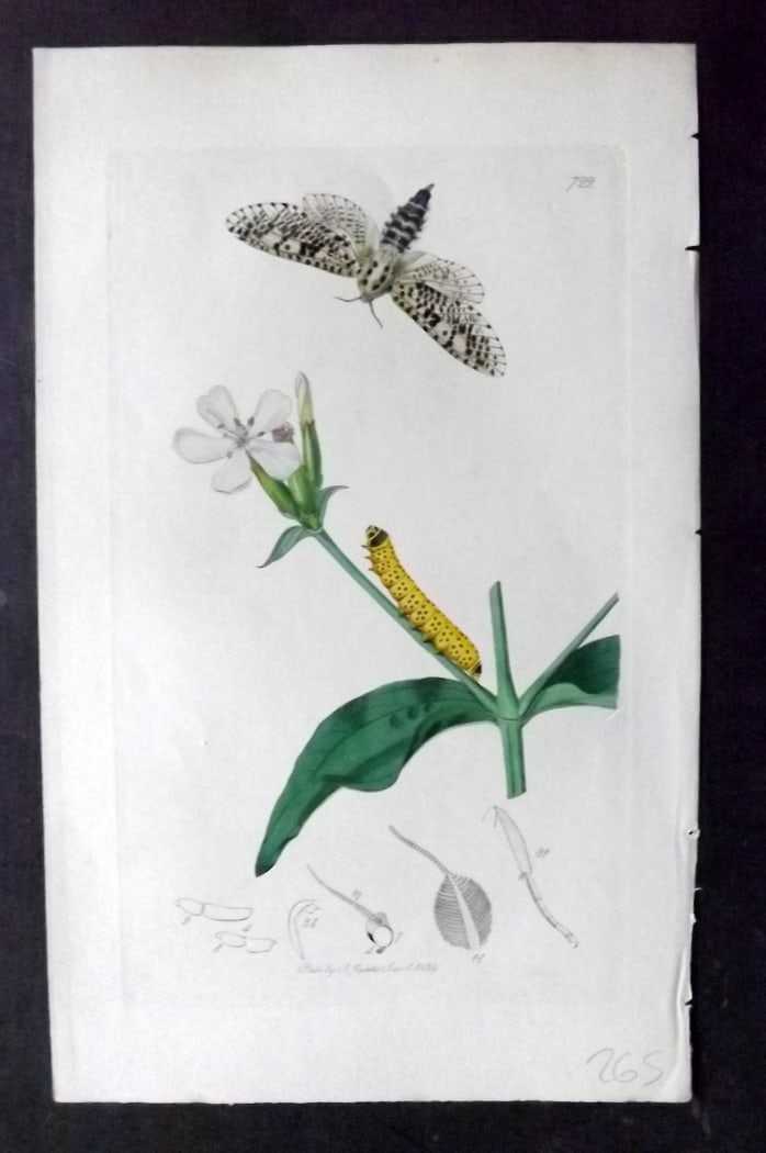 Curtis, John 1838 Hand Col Insect Botanical Print. Wood Leopard Moth 722: Hand Colored Etching Published 1823-39, London for "British Entomology: Being Illustrations and Descriptions of the Genera of Insects found in Great Britain and Ireland" First Edition by John Curtis. 