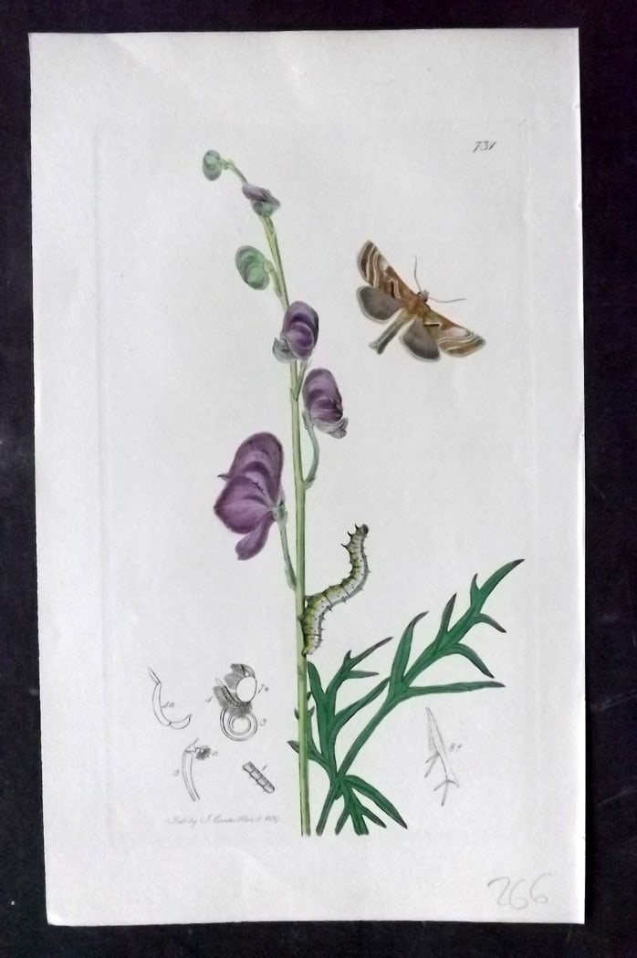 Curtis, John 1838 Hand Col Insect Botanical Print. Purple Shades 731: Hand Colored Etching Published 1823-39, London for "British Entomology: Being Illustrations and Descriptions of the Genera of Insects found in Great Britain and Ireland" First Edition by John Curtis. 