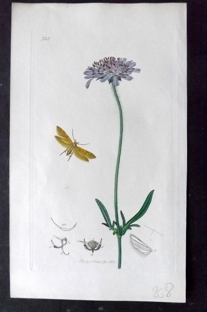 Curtis, John 1838 Hand Col Insect Botanical Print. Ochreous Laverna 735: Hand Colored Etching Published 1823-39, London for "British Entomology: Being Illustrations and Descriptions of the Genera of Insects found in Great Britain and Ireland" First Edition by John Curtis. 