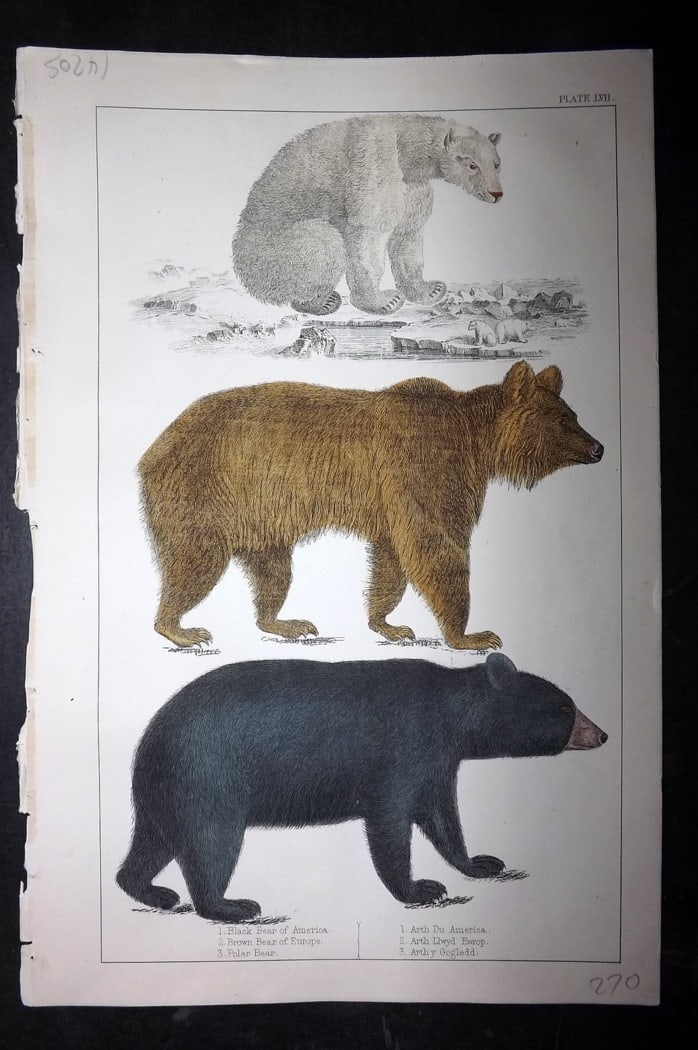 Goldsmith, Oliver C1850 Hand Col Print. Bears - Polar, Brown & Black: Hand Colored Etching/Engraving Published C1850 by A. Fullarton & Co., London for "A History of the Earth and Animated Nature" by Oliver Goldsmith. Paper Size: 10 x 6 inch (25 x 16cm) Good Condition