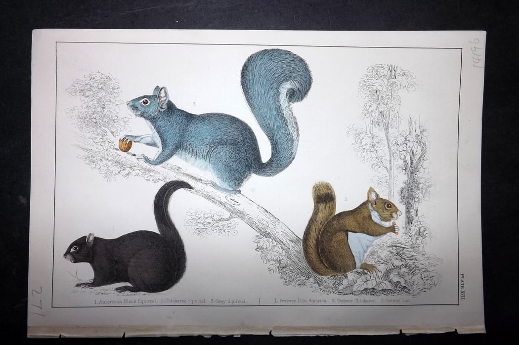 Goldsmith, Oliver C1850 Hand Col Print. Squirrels: Hand Colored Etching/Engraving Published C1850 by A. Fullarton & Co., London for "A History of the Earth and Animated Nature" by Oliver Goldsmith. Paper Size: 10 x 6 inch (25 x 16cm) Good Condition