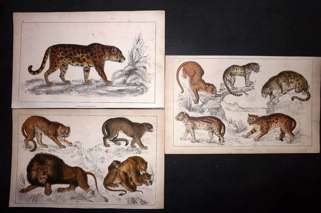 Goldsmith, Oliver C1850 Lot of 3 Hand Col Prints. Big Cats: Hand Colored Etching/Engraving Published C1850 by A. Fullarton & Co., London for "A History of the Earth and Animated Nature" by Oliver Goldsmith. Paper Size: 10 x 6 inch (25 x 16cm) Good Condition