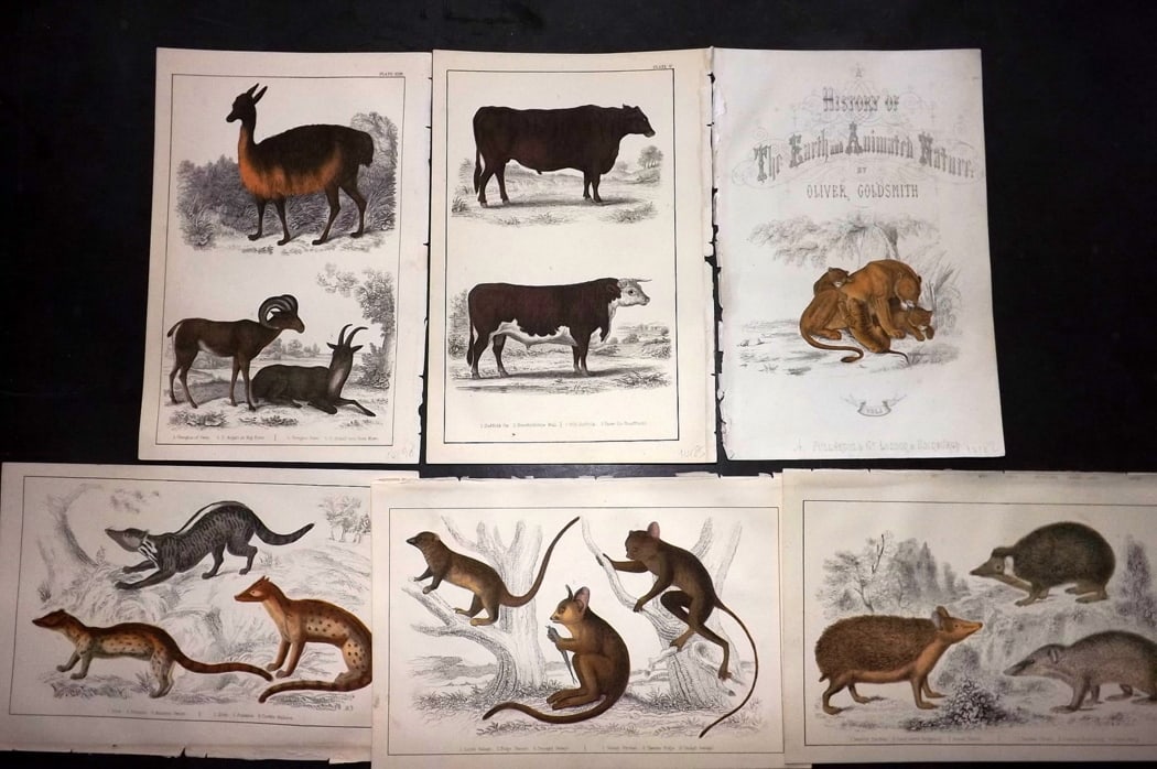 Goldsmith, Oliver C1850 Lot of 6 Hand Col Natural History Prints: Hand Colored Etching/Engraving Published C1850 by A. Fullarton & Co., London for "A History of the Earth and Animated Nature" by Oliver Goldsmith. Paper Size: 10 x 6 inch (25 x 16cm) Good Condition