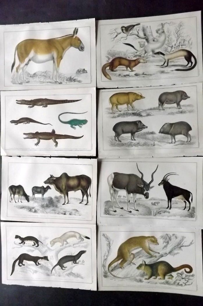 Goldsmith, Oliver C1850 Lot of 8 Hand Col Natural History Prints: Hand Colored Etching/Engraving Published C1850 by A. Fullarton & Co., London for "A History of the Earth and Animated Nature" by Oliver Goldsmith. Paper Size: 10 x 6 inch (25 x 16cm) Good Condition