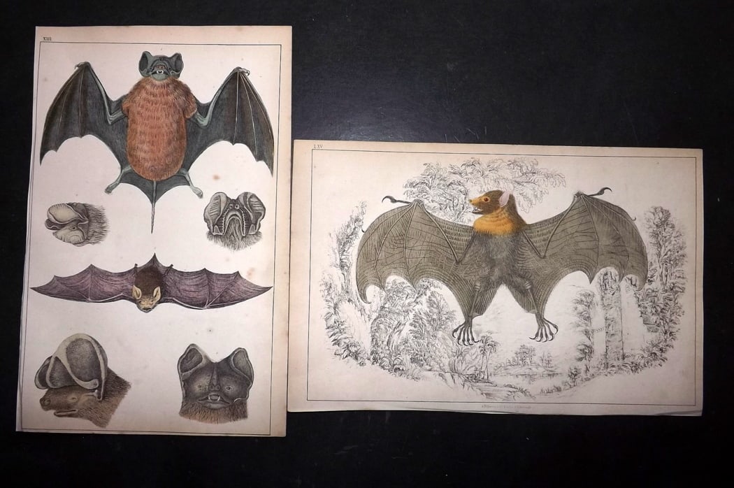 Goldsmith, Oliver C1850 Pair of Hand Col Prints. Bats: Hand Colored Etching/Engraving Published C1850 by A. Fullarton & Co., London for "A History of the Earth and Animated Nature" by Oliver Goldsmith. Paper Size: 10 x 6 inch (25 x 16cm) Good Condition