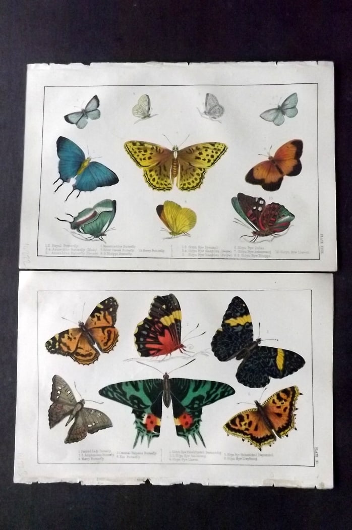 Goldsmith, Oliver C1850 Pair of Hand Col Prints. Butterflies: Hand Colored Etching/Engraving Published C1850 by A. Fullarton & Co., London for "A History of the Earth and Animated Nature" by Oliver Goldsmith. Paper Size: 10 x 6 inch (25 x 16cm) Good Condition