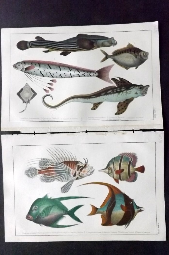 Goldsmith, Oliver C1850 Pair of Hand Col Prints. Fish: Hand Colored Etching/Engraving Published C1850 by A. Fullarton & Co., London for "A History of the Earth and Animated Nature" by Oliver Goldsmith. Paper Size: 10 x 6 inch (25 x 16cm) Good Condition