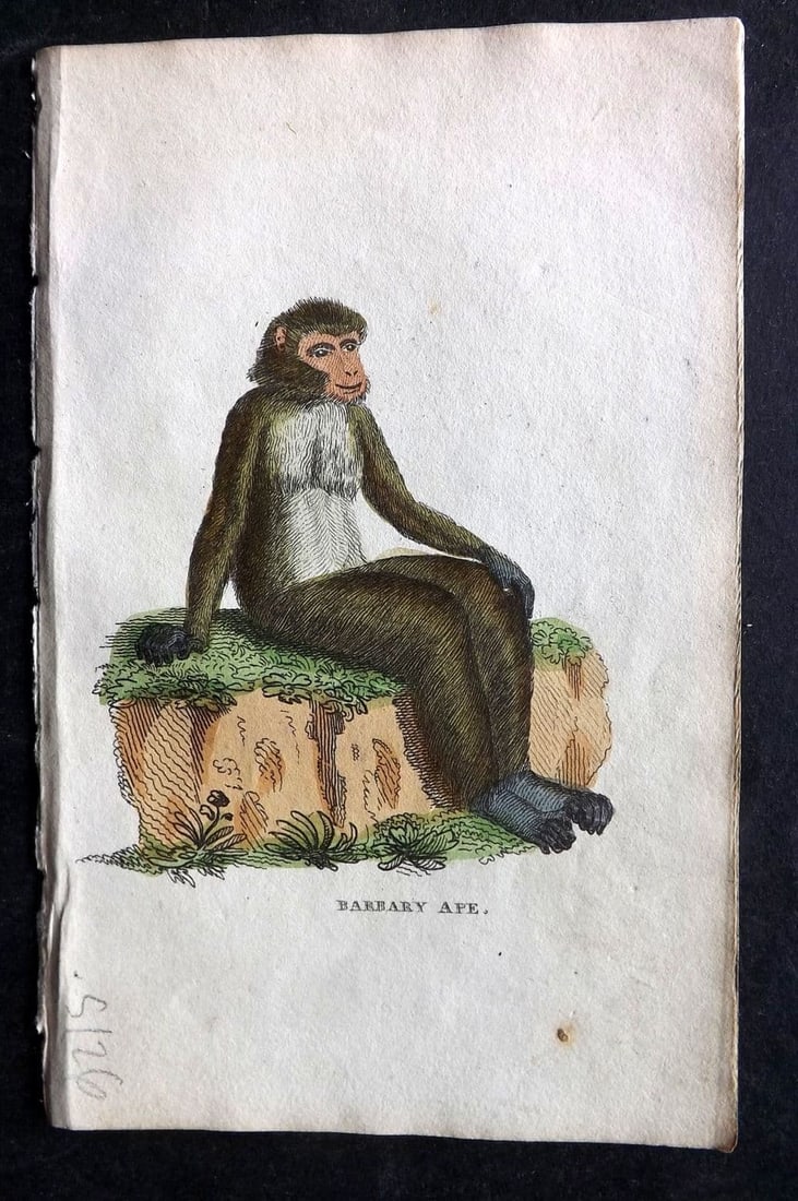 Holloway, William 1804 Hand Col Print. Barbary Ape: Antique Copper Plate Published 1803-04, London for "The British Museum; Or Elegant Repository of Natural History" by William Holloway and John Branch. Fine hand colour as issued. Paper Size: 5 x 3.5 i