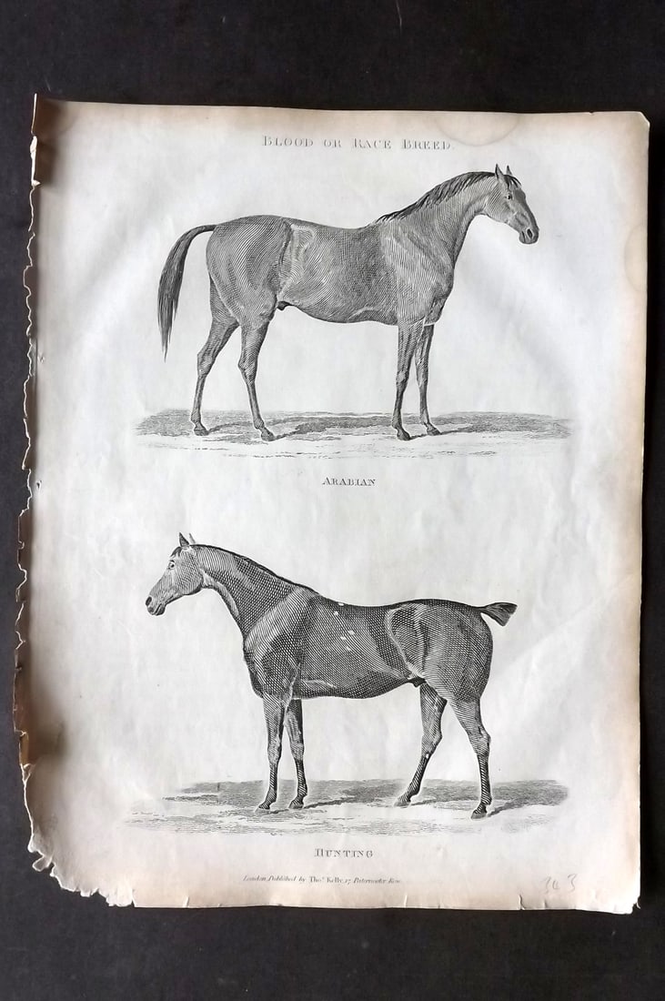 Lawrence, Richard C1850 Antique Horse Print. Arabian, Hunting: Copper Plate Published C1850, London for "The Complete Farrier and British Sportsman" by Richard Lawrence. Paper Size: 10.5 x 8 inch (27 x 21cm) Very minor margin toning. Minor chipping to margin, Ima