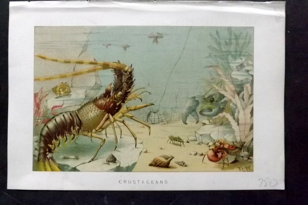 Lydekker, Richard 1896 Antique Print. Crustaceans Shrimp Prawn: Chromolithographs Published 1894-96, London for "The Royal Natural History" by Richard Lydekker. Illustrated by Smit, Keulemans, Wolf and others. Paper Size: 10 x 6.5 inch (25 x 16.5cm) Good Condition