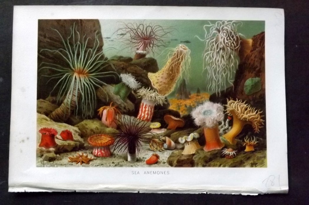 Lydekker, Richard 1896 Antique Print. Sea Anemones: Chromolithographs Published 1894-96, London for "The Royal Natural History" by Richard Lydekker. Illustrated by Smit, Keulemans, Wolf and others. Paper Size: 10 x 6.5 inch (25 x 16.5cm) Good Condition